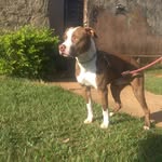 Bruce Britto - @brucebritto2021 - Instagram