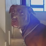 Bruce Oficial - @pitbull_brucebrittes - Instagram