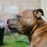 Bruce Brooks - @brucethebully01 - Instagram