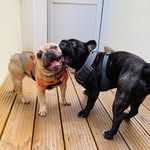 Bruce & Bruno - @brunoandbruce - Instagram