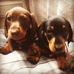 Bruce & Bruno - @_bruce_bruno_ - Instagram