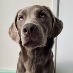 Bruce & Buck - @brucethesilverlab - Instagram