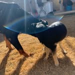 Bruce & Buck - @rotbruce - Instagram