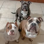 Bruce, Buck & Blair - @bruce_buck_blair - Instagram