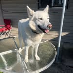 Bruce Butcher - @brucebutcher.22 - Instagram