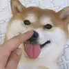 BruceChan - @lovedogs866 - TikTok