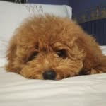 Callistus - @callistusbruce - Instagram