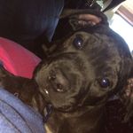 Bruce Camacho 🐶 - @thedarknightbruce - Instagram