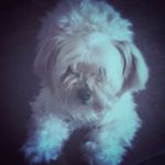 brucecamacho - @brucecamacho883 - Instagram
