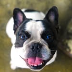 Bruce Campos Wayne - @brucebullwdog - Instagram