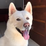 Bruce Carvalho Campos - @akita_brucee - Instagram
