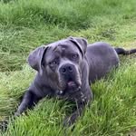 Bruce - @bruce__canecorso_k9 - Instagram