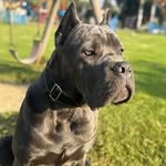 BRUCE - @bruce_cane_corso7 - Instagram