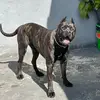 Bruce Cane Corso - @brucecane.corso - TikTok