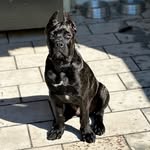 Bruce Cane Corso - @brucecanecorso27 - Instagram