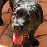 Bruce Cane Corso - @canecorsobruce - Instagram