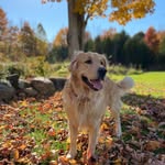 Airbnb stay | Bruce Peninsula | Unique experience Canada 🇨🇦 - @puppyparadisecanada - Instagram