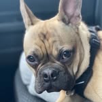Bruce_Almighty - @bruce_almighty_canada - Instagram