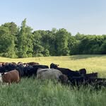 Bruce Cannon - @sugar_creek_cattle_company - Instagram