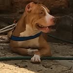 Bruce - @bruce_cantanheide - Instagram