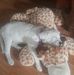 Bruce Cantwell - Facebook