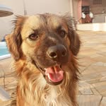 Bruce | Cão SRD - @bruce.o.lindo - Instagram