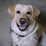 Bruce ''cão'' - @bruceolabrador - Instagram