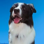 Bruce Cão Amigo - @brucecaoamigo - Instagram