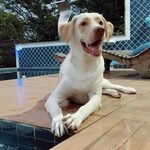Bruce cao bonito - @brucecaobonito - Instagram