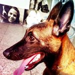 Bruce Cão de guerra - @malinois_bruce_br - Instagram