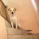 Bruce Cãochorro 🐶 - @bruce_caochorrodog - Instagram