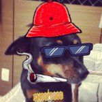 Bruce O Cão - @bruce_cao - Instagram