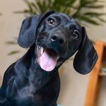 Bruce Dachshund - @bruce__cao - Instagram