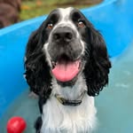 Bruce Wayne / Cocker spaniel inglês - @bruce_caotiman - Instagram