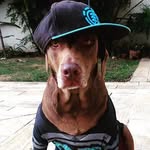 Bruce Carlo - @brucecarlodog - Instagram