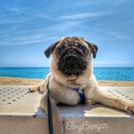 Bruce - @bruce_carlino_pug - Instagram
