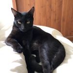 Bruce Lúcio e Carmen Lúcia - @gatobrucelucio - Instagram