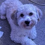 Bruce Caron - @patsfn1 - Instagram