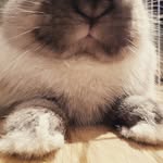 Bruce Cartwright - @brucetheminilop - Instagram