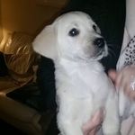 Bruce Casey - @bruceycasey_doggo - Instagram