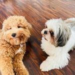 @casper_and_bruce - Instagram