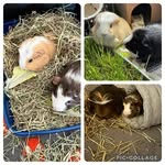 Charile.Bruce.Casper.Angus - @charile.bruce.casper.angus - Instagram