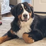 Bruce Cassidy - @bruce.thebernese - Instagram
