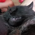 Catography - @bruce_catogrophy - Instagram