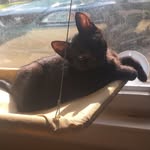 🐾  Bruce  Wayne 🐾 - @brucethecatto - Instagram