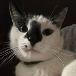 B R U C E - @brucecattie - Instagram