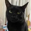 Bruce 😼 - @brucethecatt - TikTok