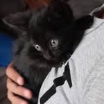 Bruce - @bruce_cattt - Instagram