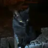 ✨Bruce Cat 😼✨ - @brucee_catty - TikTok