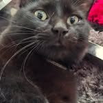@bruce_catt12 - Instagram